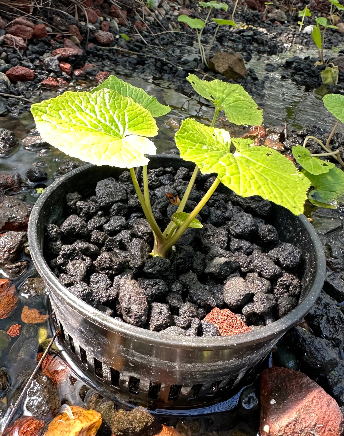 Grow Wasabi Plants - Off-Shoots
