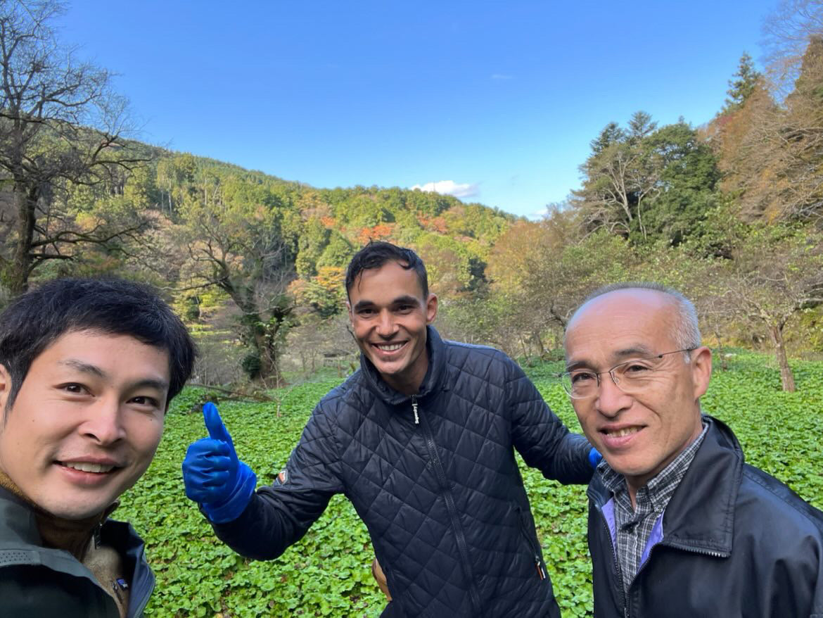 Japanese Wasabi - Izu