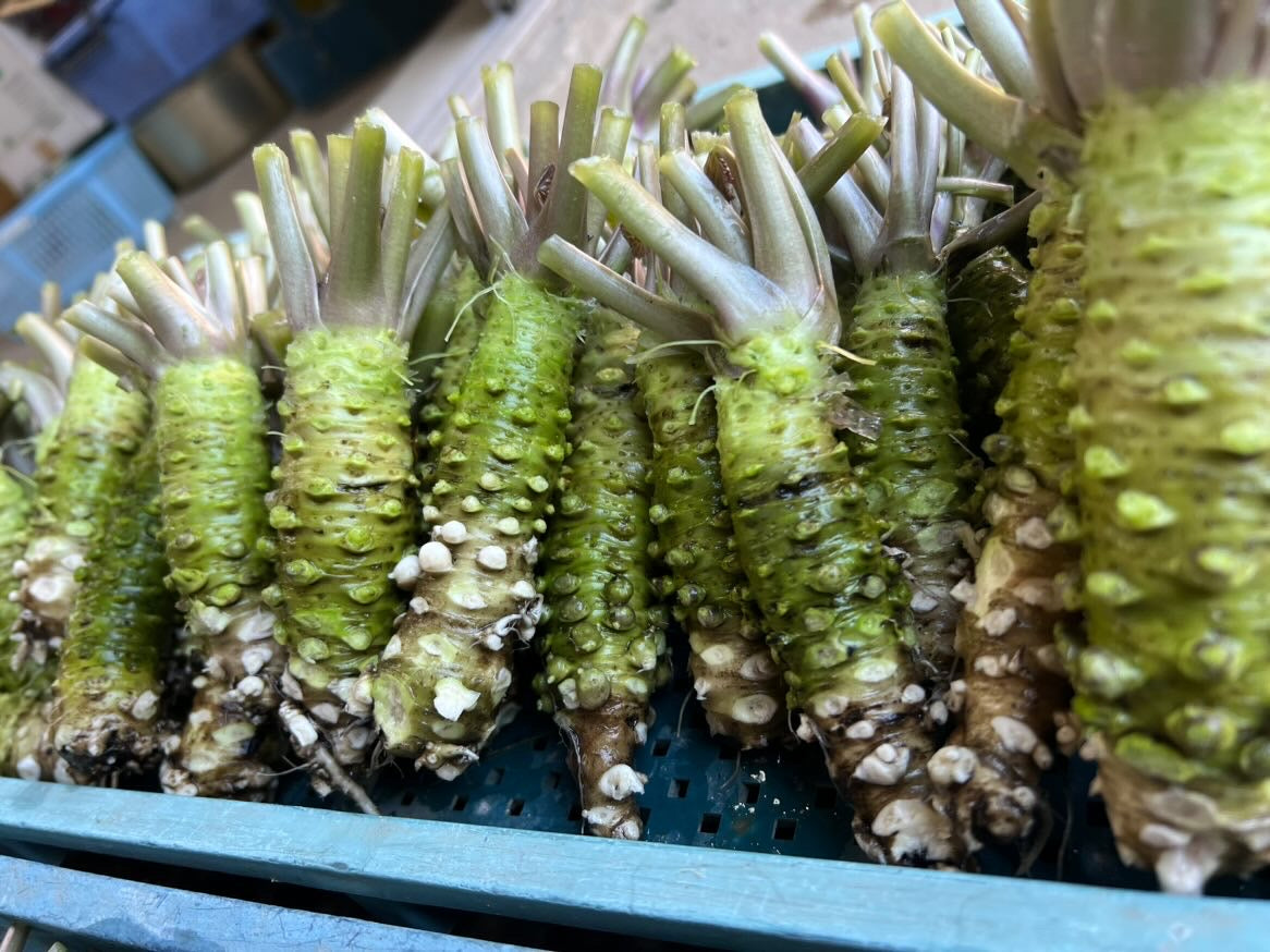 Japanese Wasabi - Izu