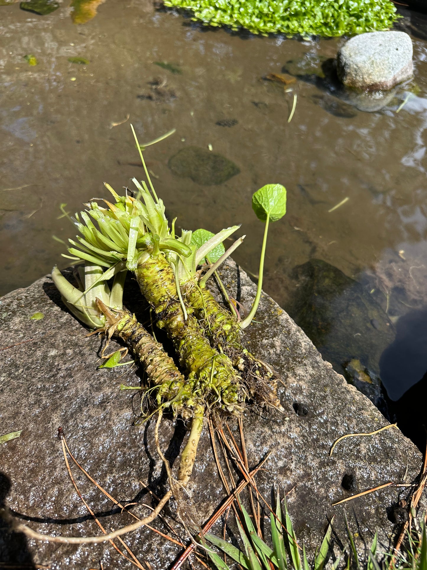 Shasta Wasabi - Seasonal