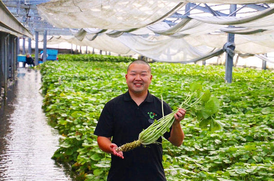 Japanese Wasabi - Nagano