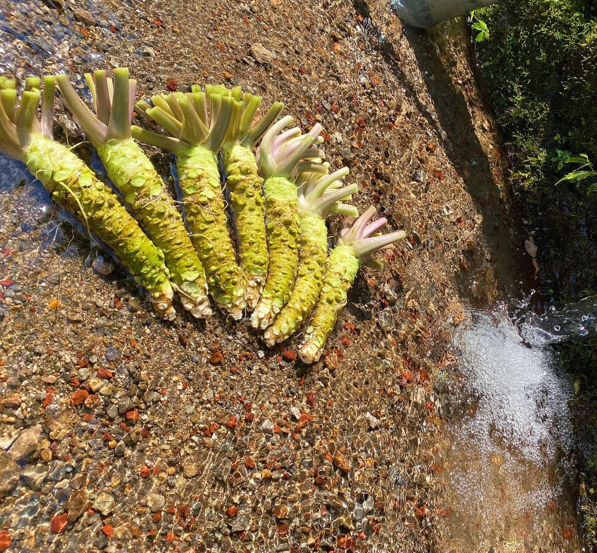 Japanese Wasabi - Izu