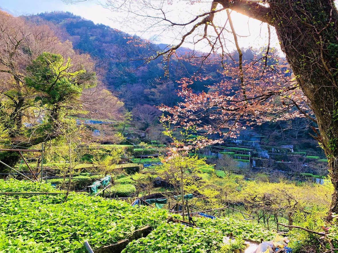 Japanese Wasabi - Izu