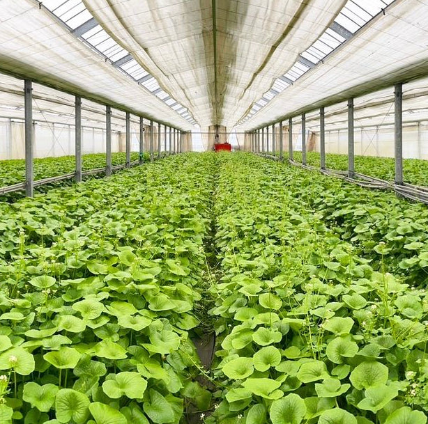 Japanese Wasabi - Nagano