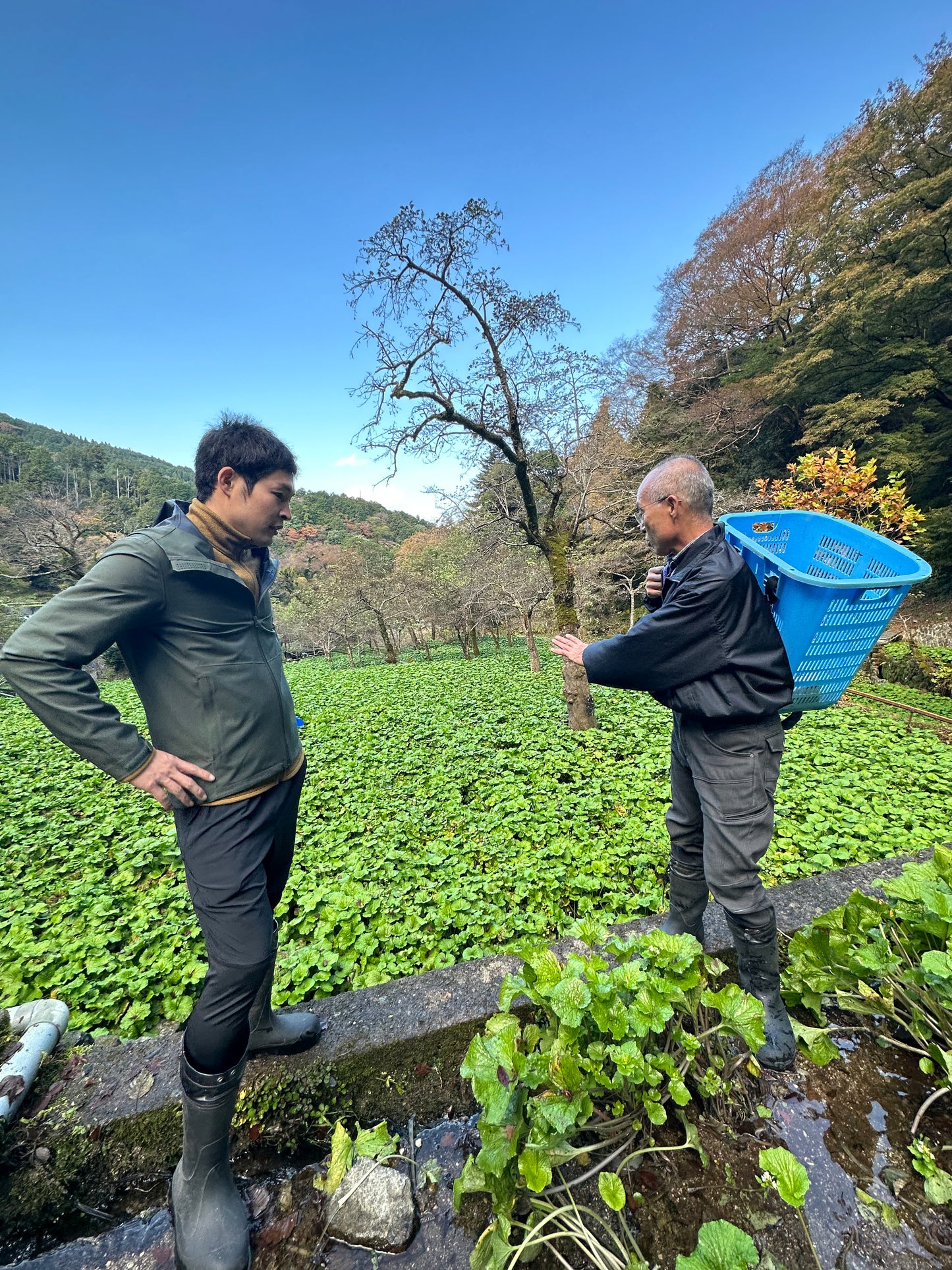 Japanese Wasabi - Izu