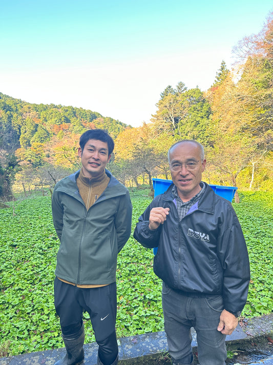 Japanese Wasabi - Izu