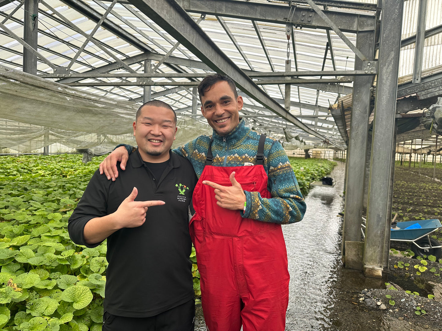 Japanese Wasabi - Nagano