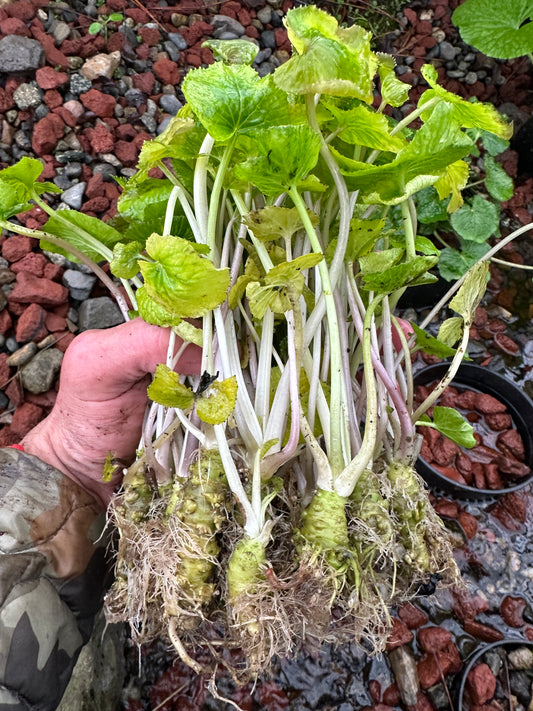 Grow Wasabi Plants - Off-Shoots
